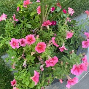 Meet your Posher, Ida